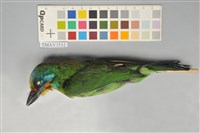 藏品(五色鳥)的圖片